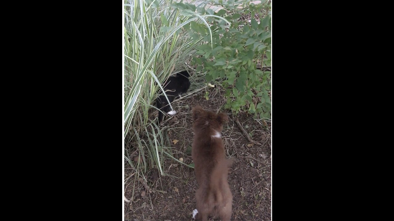 Brave Little Border Collie With Kitten