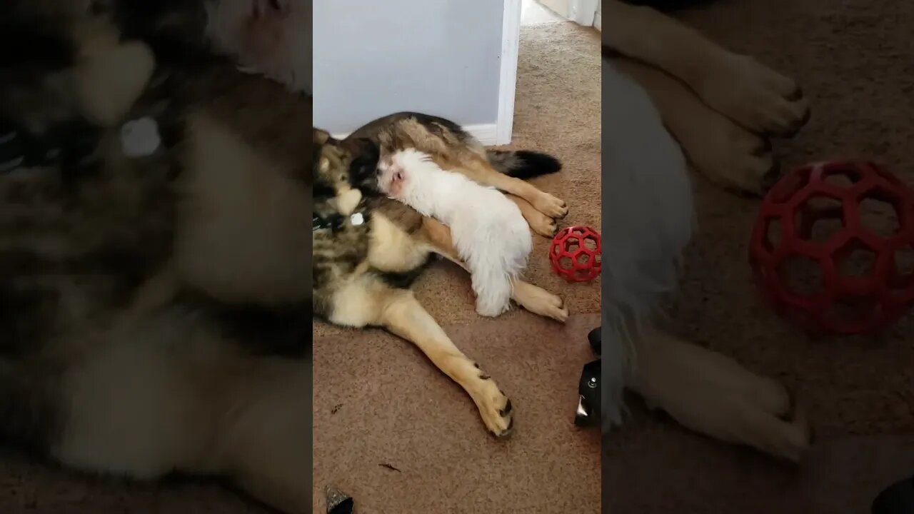 Maltese puppy and German Shepherd 04/16/2023