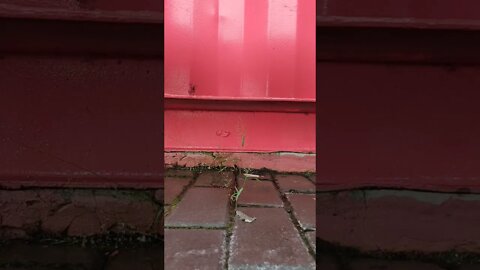 time lapse, rain drops on grass