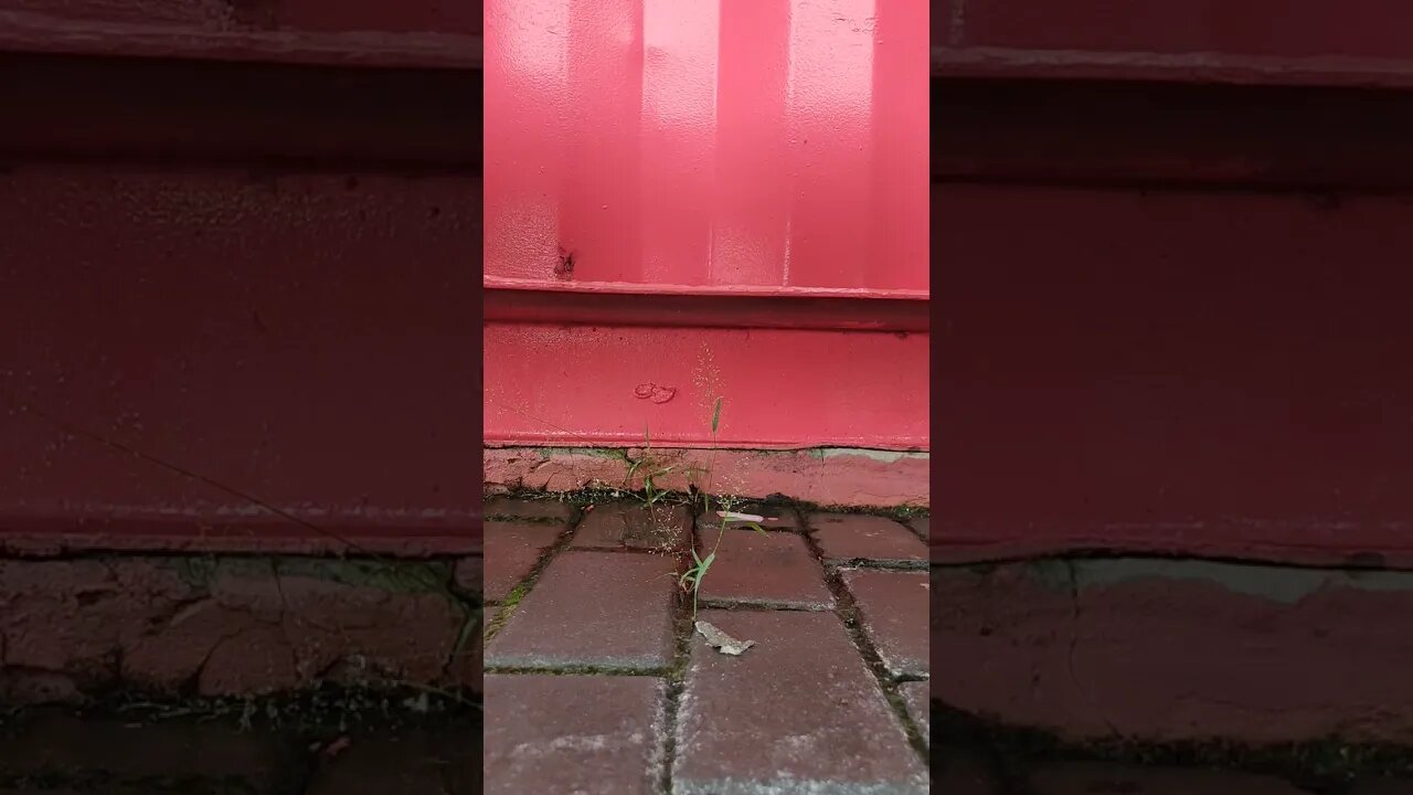 time lapse, rain drops on grass