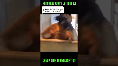 Aggressive Kangaroo Won't Let Him Go! Amazing Compilations!: #Shorts #Kangaroo #ExtremeSports