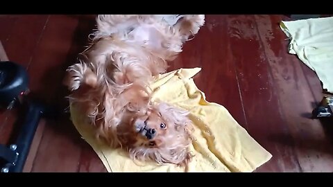 #dogshow , #animals , #dogs