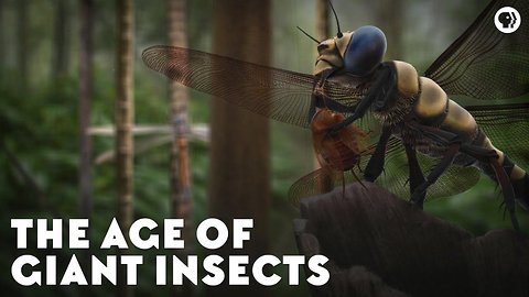 The Age of Giant Insects