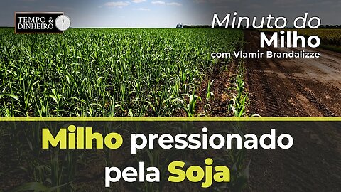 Milho pressionado pela Soja.