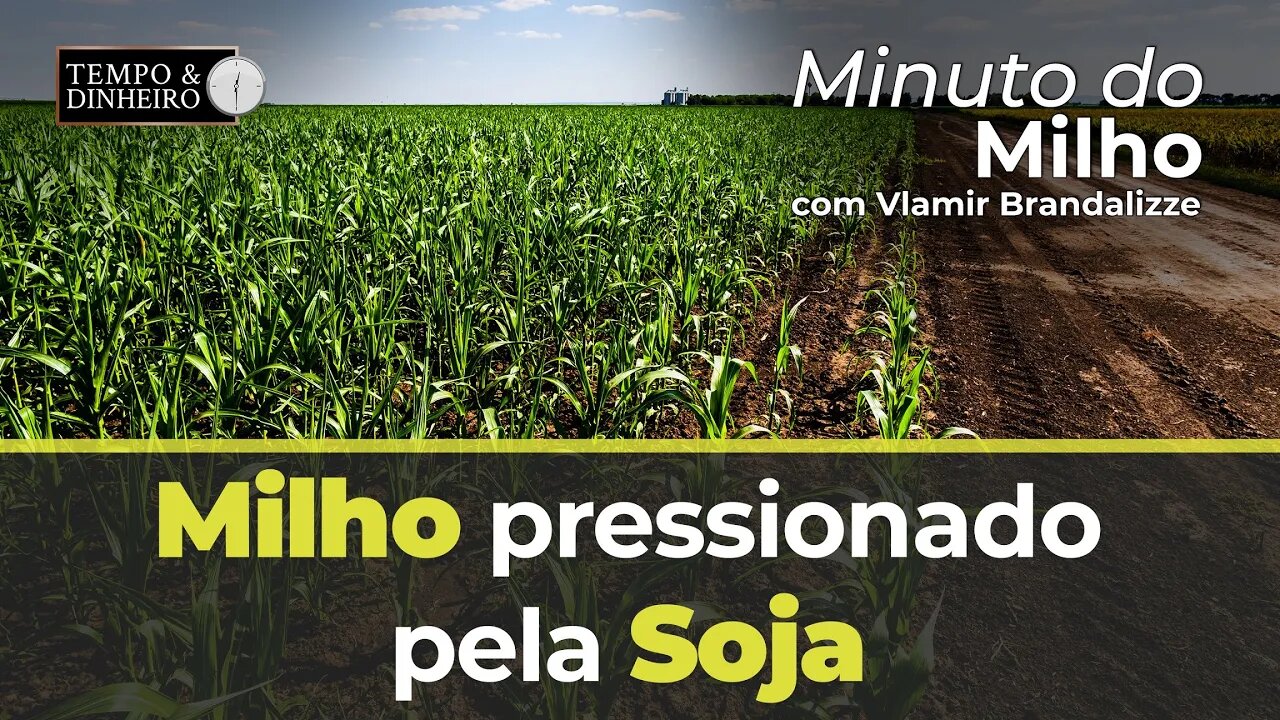 Milho pressionado pela Soja.
