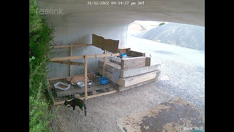 2 kittens out and about