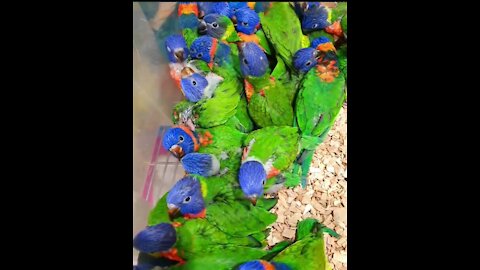 Young parrot birds