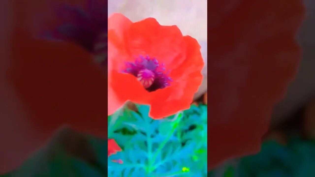 Butterfly 🦋 Flower 🌼 #trending #youtubeshorts #viral