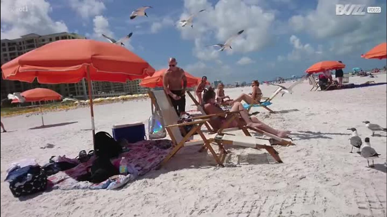 Des mouettes s'en prennent à des touristes sur la plage