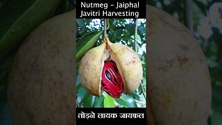 Nutmeg -Jaiphal -Javitri | जायफल जावित्री | #shorts #nutmeg | Kheti Power