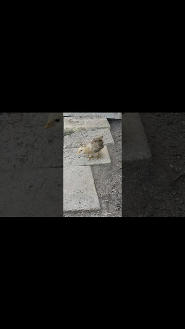 Cute Little Chirper #chickens #chickenshorts #raisingchickens