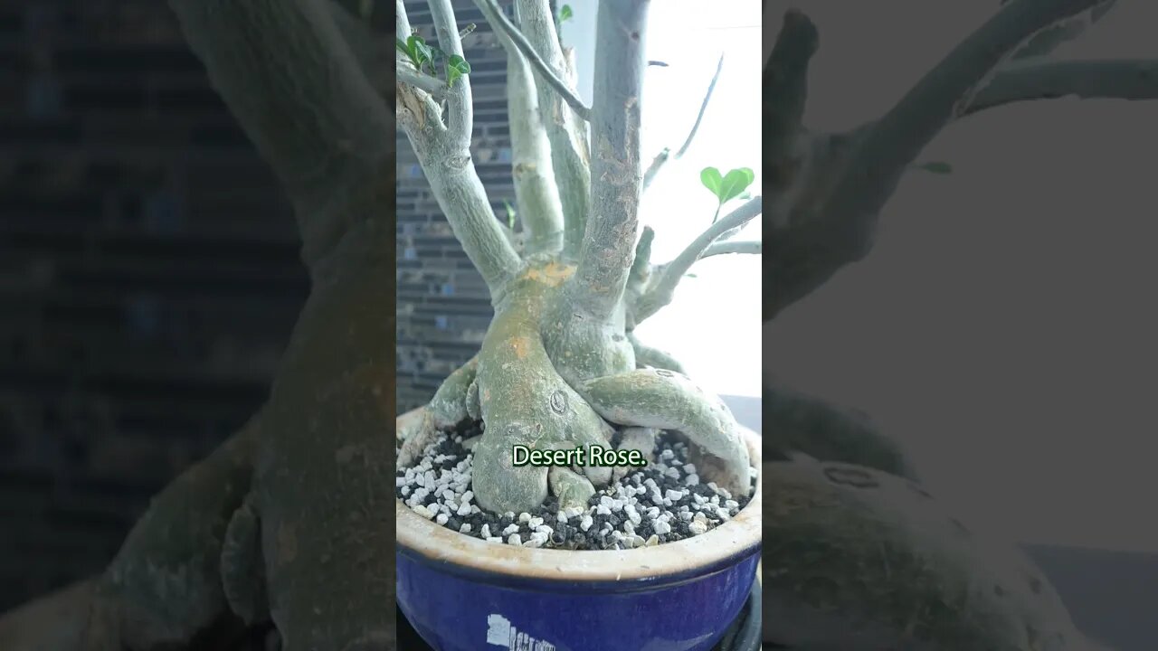 Critical mistake to avoid with Desert Rose #viral #shorts #desertrose #bonsai #garden #gardening