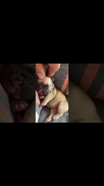 Watch THIS Animal's Adorable, Unexpected Reaction!