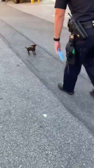 Officers find abandoned puppy, make him part of LAPD