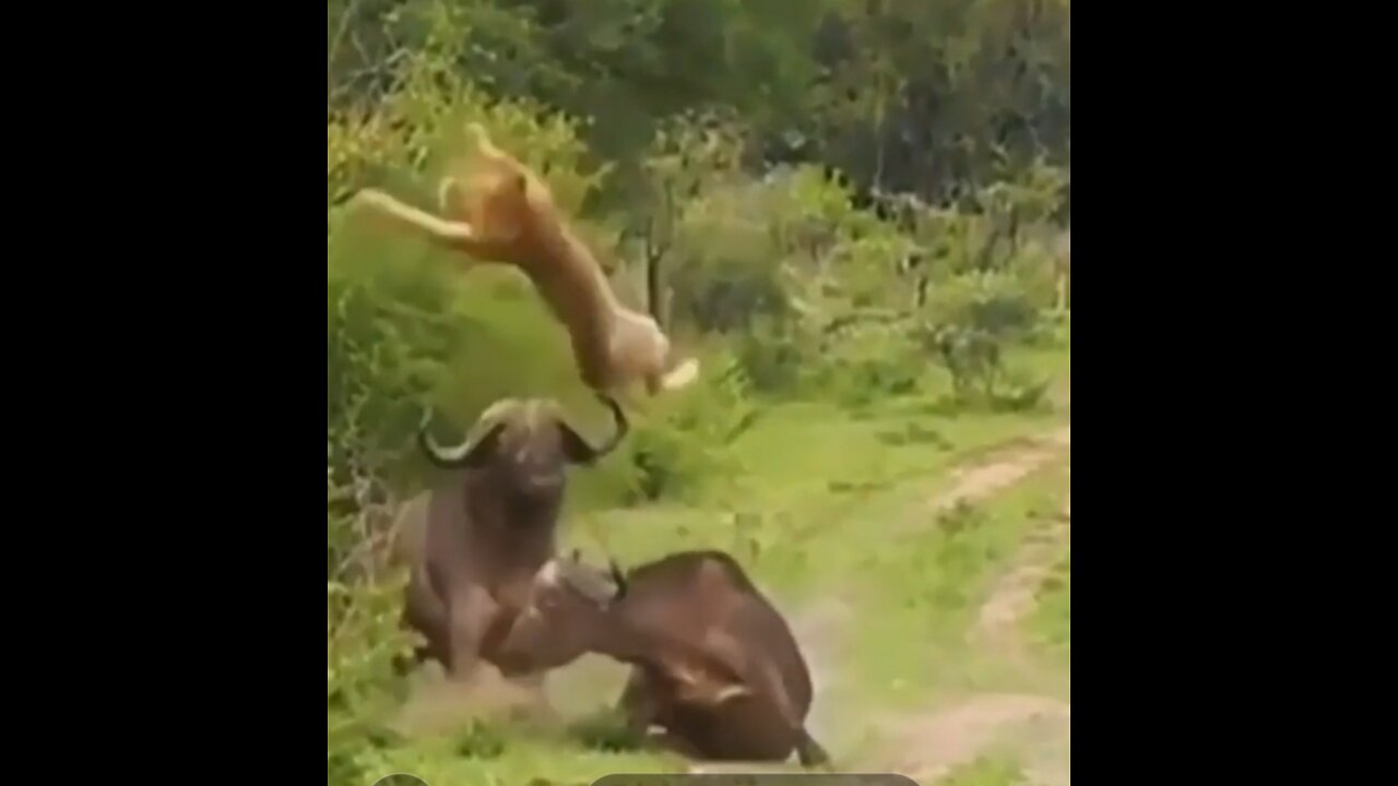 Amazing animals best video