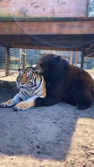 Bear and tiger best friends