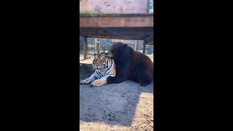 Bear and tiger best friends