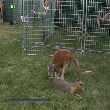 Niagara County Fair New Attractions