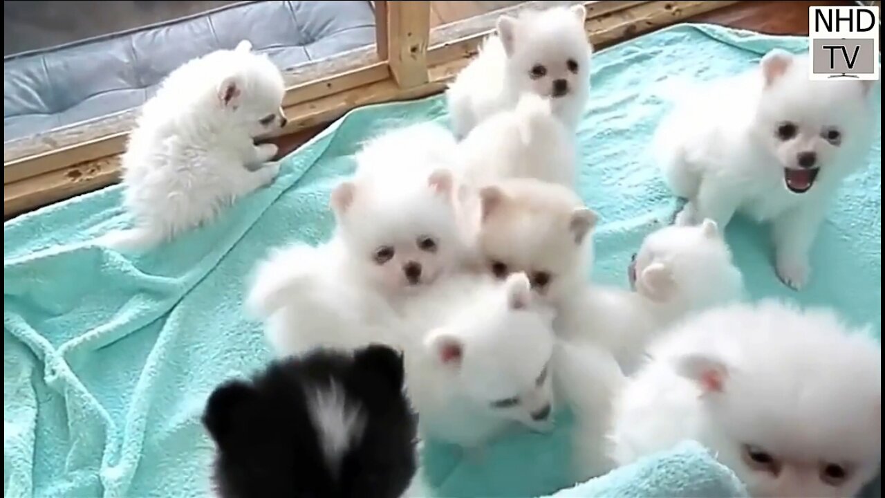 Cute dogs cutest dogs in the world