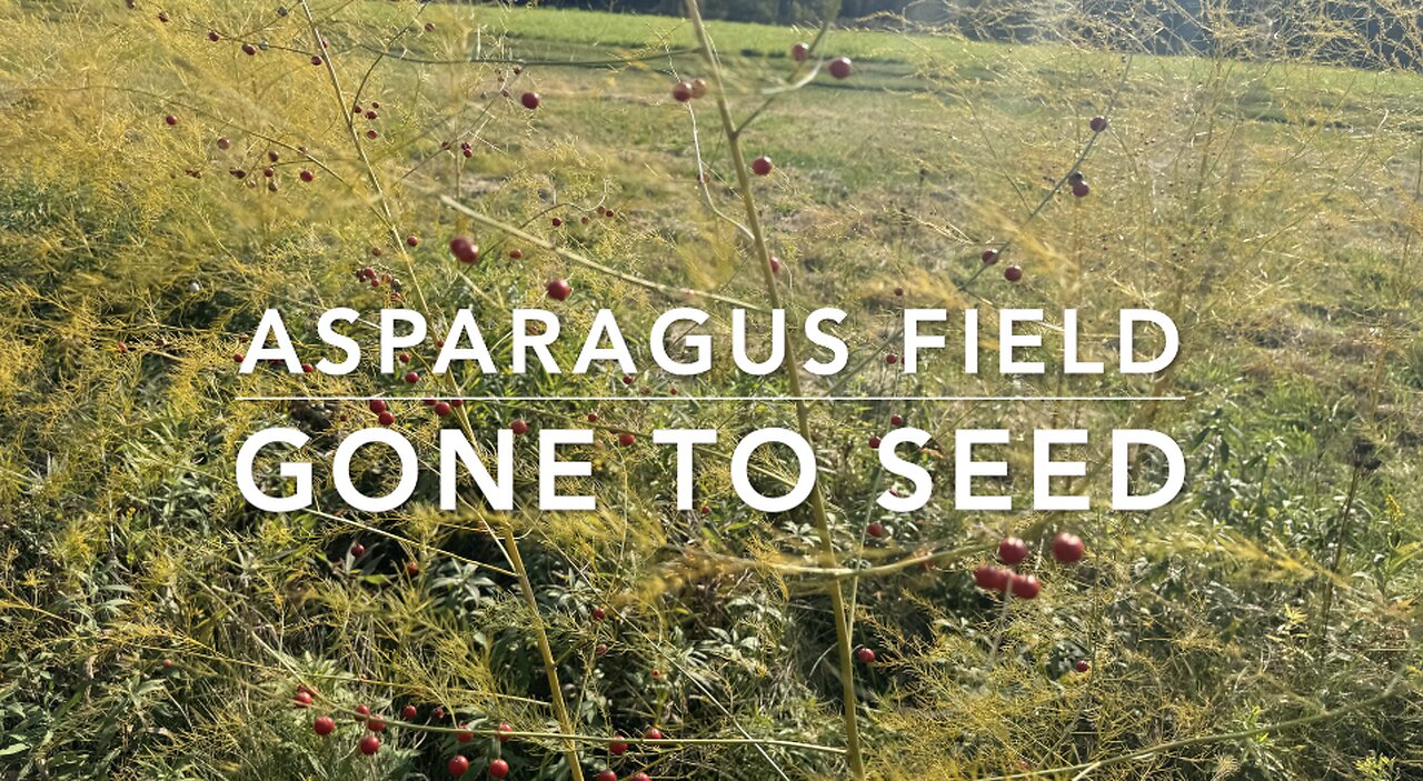 Watch An Organic Asparagus Field Go To Seed