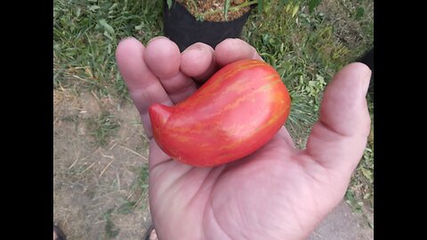 Growing Tomatoes in Growbags