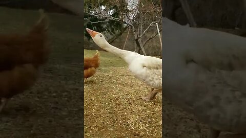 #guardgoose #protector #farmanimals #farmlife #homesteadlife #goose #spring #homesteading #vlog