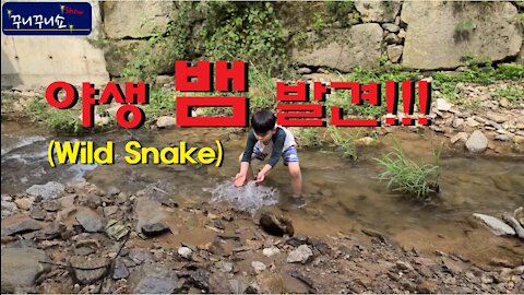 전혀 생각지도 못한 야생 뱀 발견!!! (Do you guys know this snake's name?)