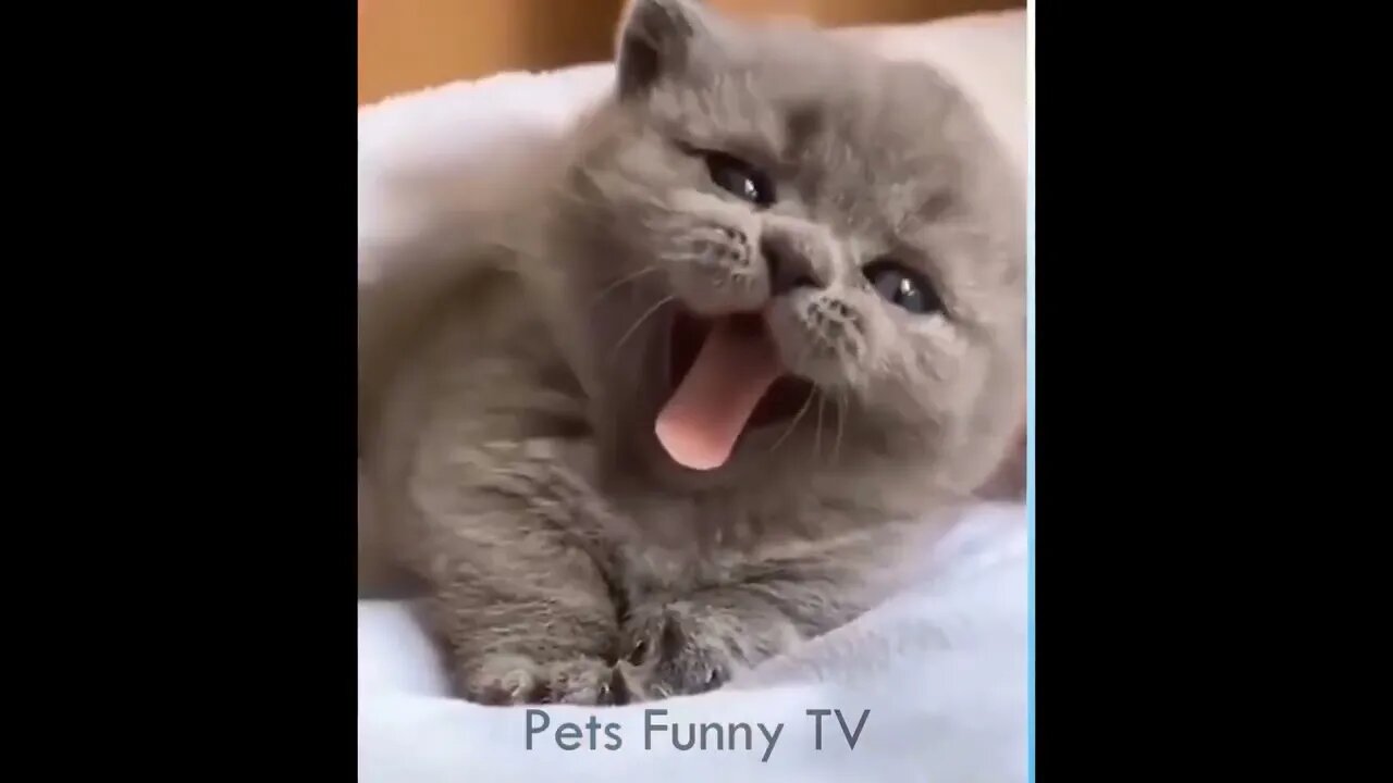 🤣 Funniest 🐶 Dogs and 😻 Cats Awesome Funny Pet Animals Videos Pets Funny TV