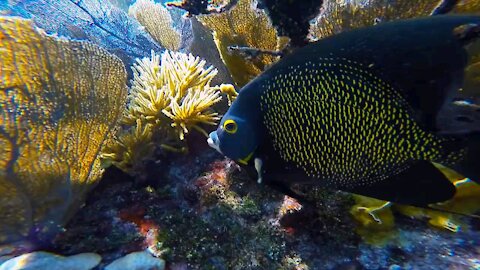 The view of the coral reefs under the sea is very beautiful, anyone who sees it will be fascinated