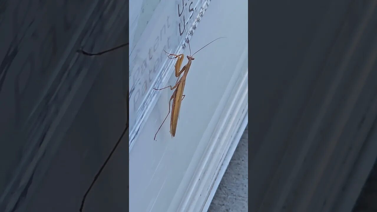 weird mantis