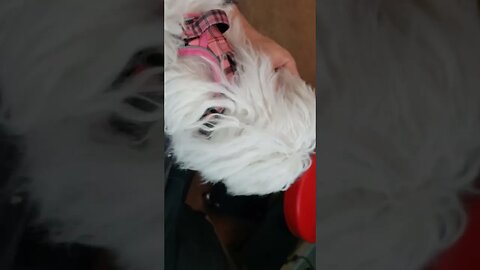 Maltese Puppy and German Shepherd 04/14/2023