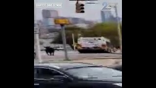 Bull on the run in West Baltimore