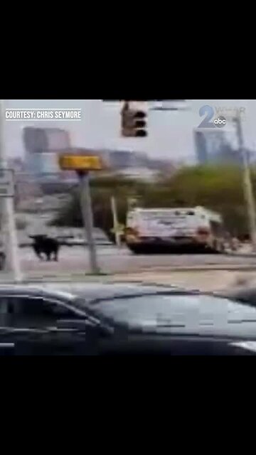 Bull on the run in West Baltimore
