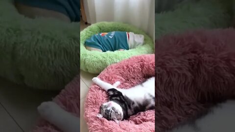 funny moments dog#shorts #fun #funny #youtubeshorts