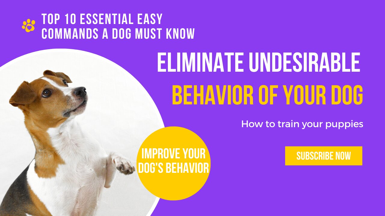 🐕 Basic Dog Training | 10 Commands to Improve Your Dog's Behavior