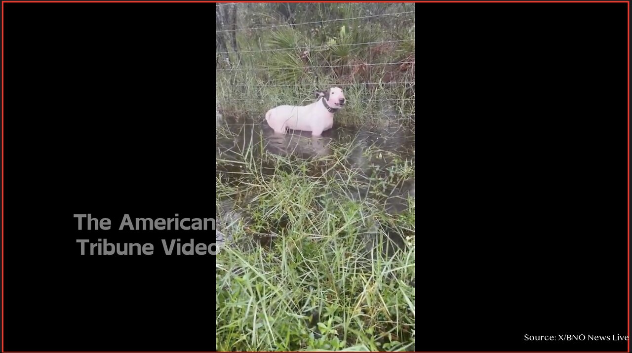 Florida Pooch Tied Up, Abandoned During Height Of Hurricane Milton [WATCH]