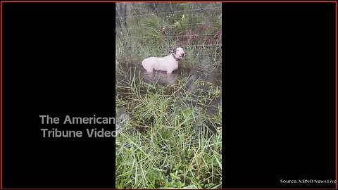 Florida Pooch Tied Up, Abandoned During Height Of Hurricane Milton [WATCH]