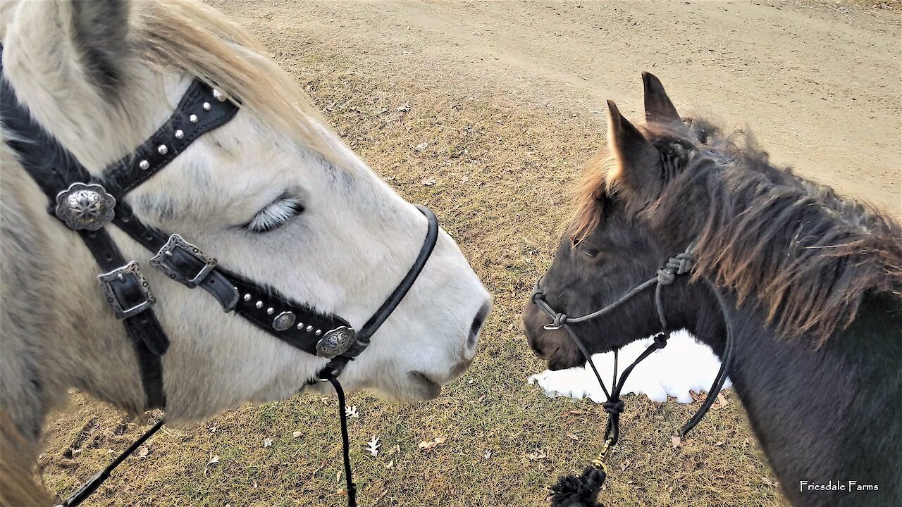 Foal goes on his first trail ride without his Mamma