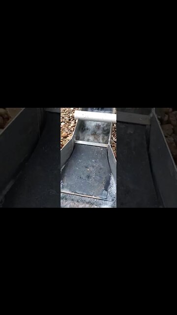 The Gold Hog Raptor just eats it!!#shorts #gold