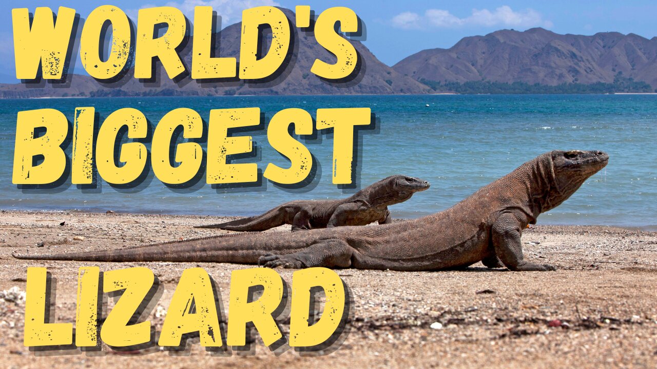 Quick Facts About Komodo Dragons