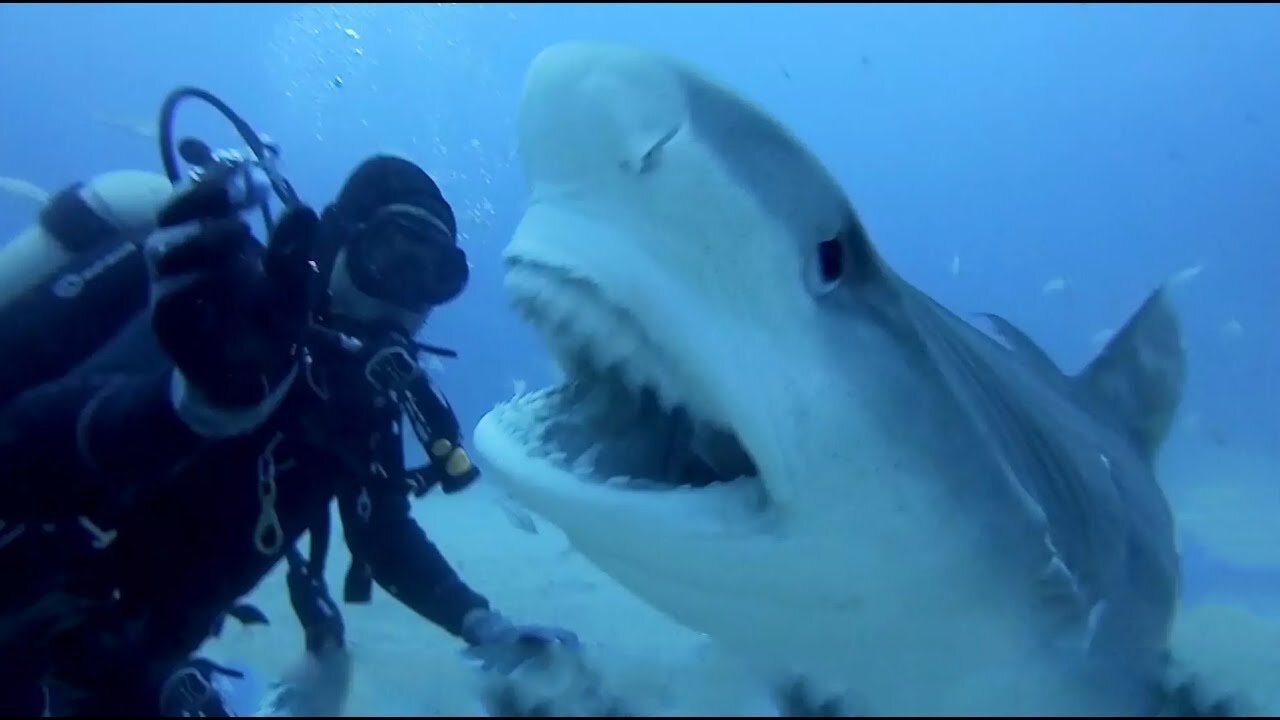 SCARY SHARK ATTACKS captured by GoPros (Scary)