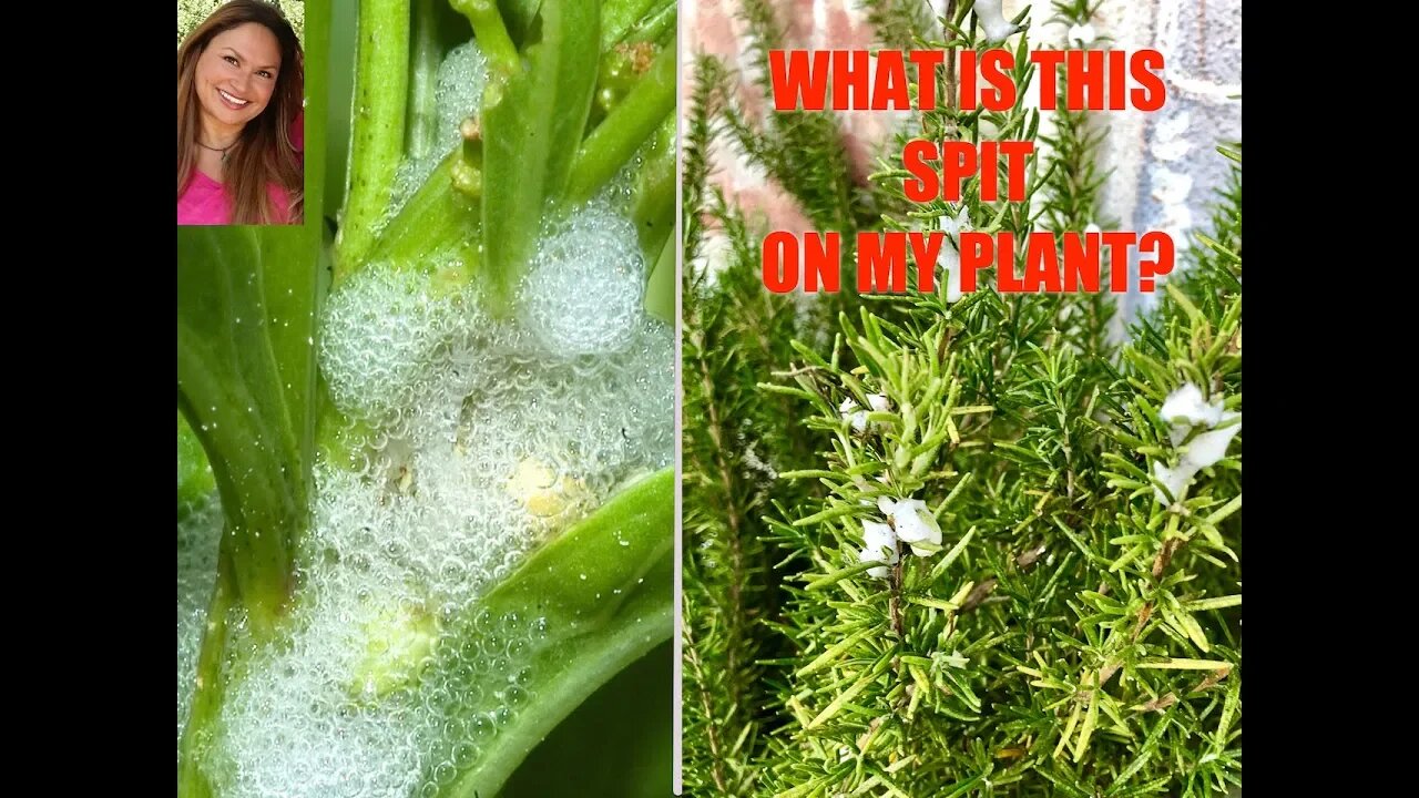 SPIT ON MY ROSEMARY PLANTS? Spittle Bugs!🐛Plant Care