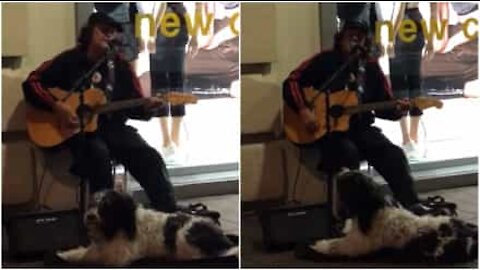 Duo musical entre un chien et son maître en Nouvelle-Zélande