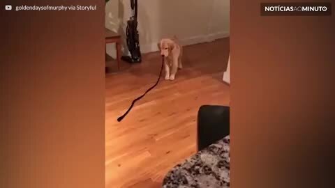 Este Golden Retriever não gosta de ser seguido pela coleira