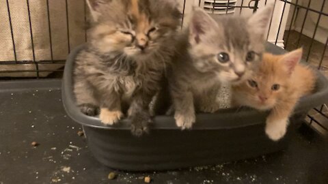 Kittens - Playful and sleepy at 5 weeks