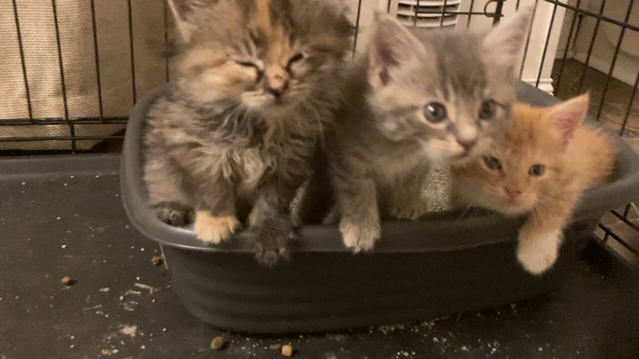 Kittens - Playful and sleepy at 5 weeks