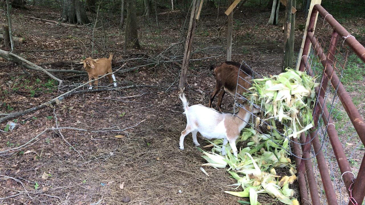 Corn Shucks to the Goats and calves