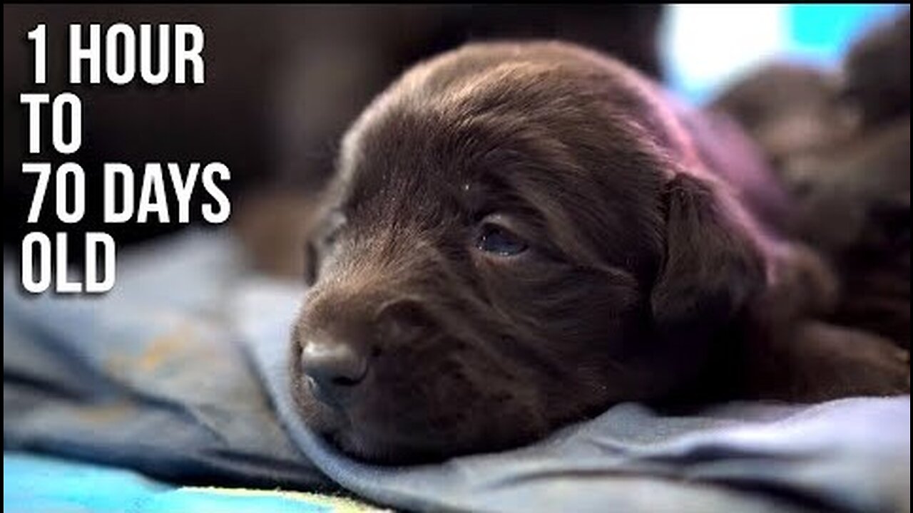 Lab Puppies Growing from 1 Hour to 70 Days Timelapse