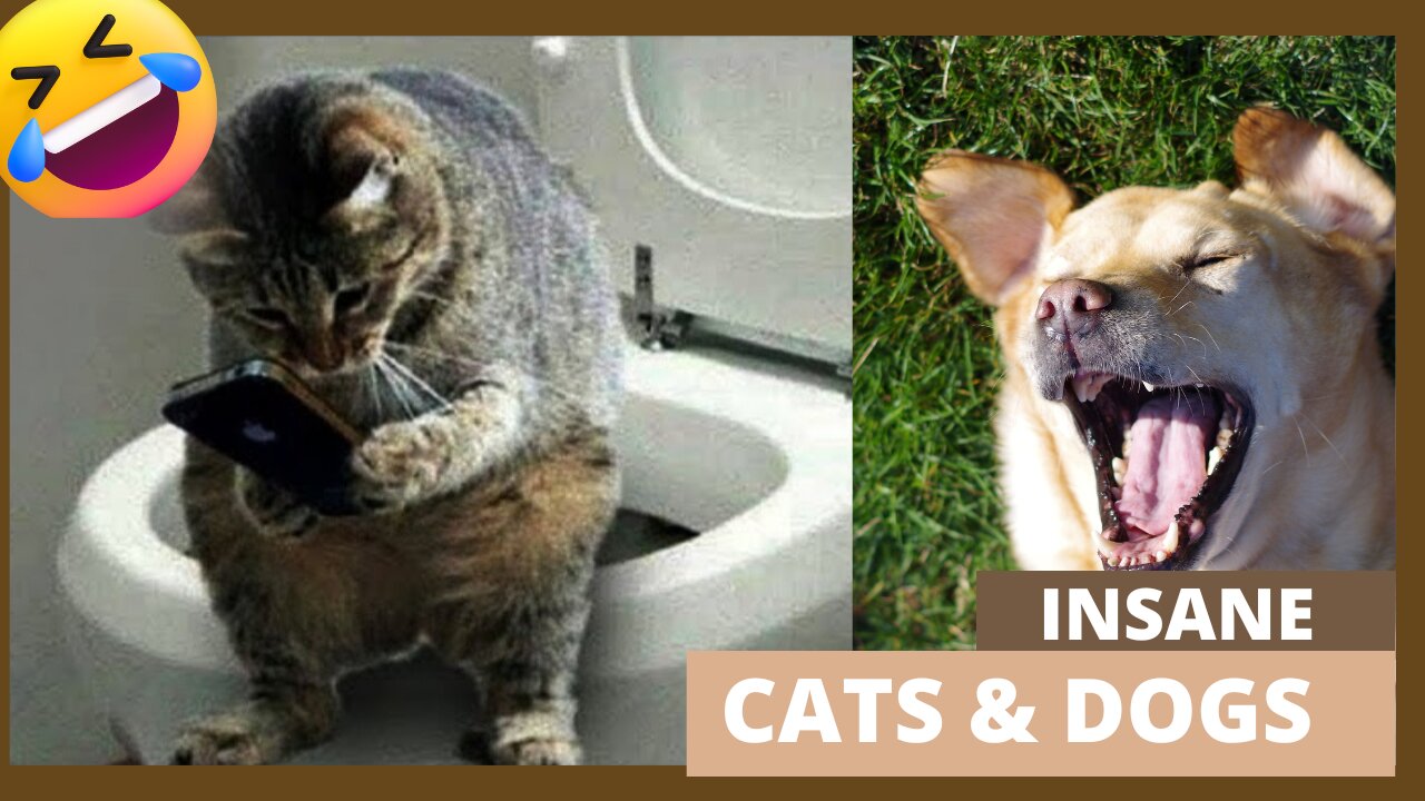 Insane cats and dogs