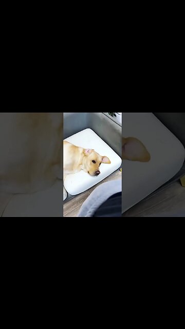 So funny moments! #shorts